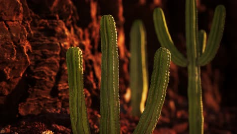 Cactus-En-El-Desierto-De-Arizona-Cerca-De-Piedras-De-Roca-Roja
